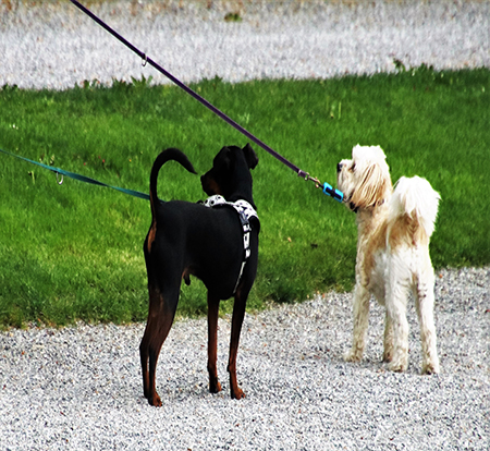 Walking Leash